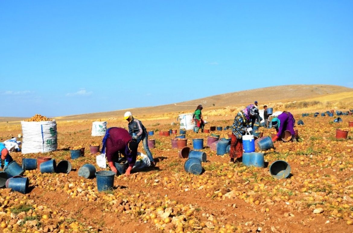 kayisi-diyarinda-patates-hasadi-basladi-HHAVzqEI.jpg